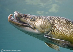 Brown trout profile.
Capernwray.
20mm +4 diopter. by Mark Thomas 